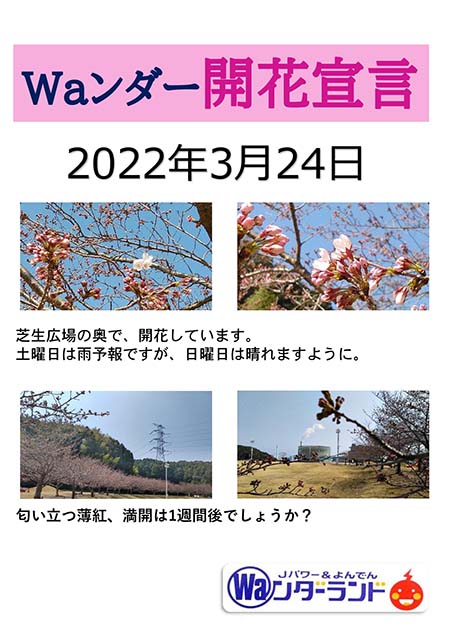 Ｗａンダー開花宣言