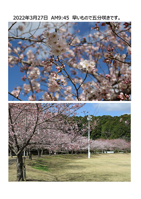 Ｗａンダーさくら速報 3月27日