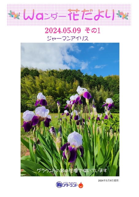 Ｗａンダー花だより 2024.5.9 その1