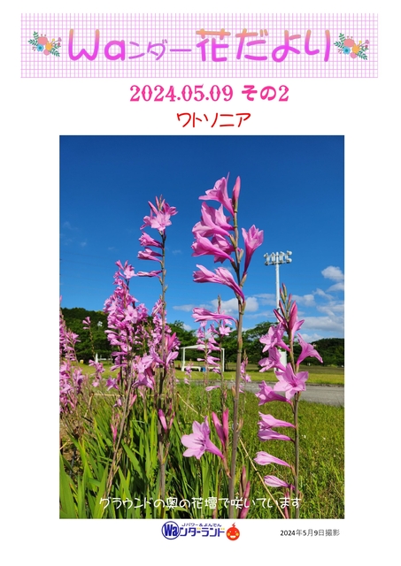 Ｗａンダー花だより 2024.5.9 その2