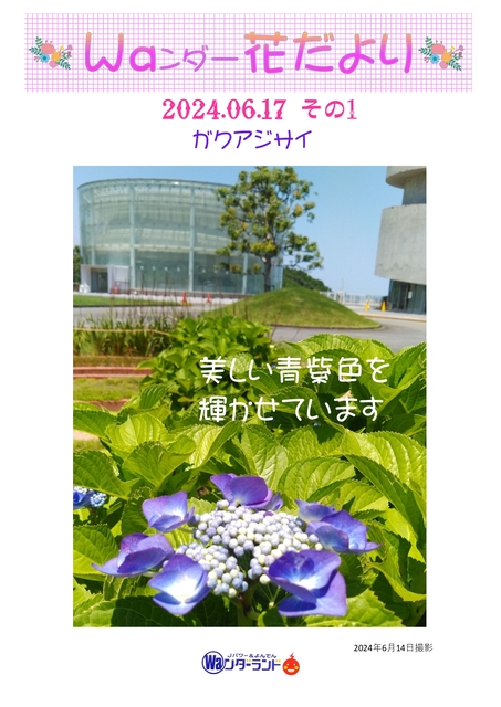 Ｗａンダー花だより 2024.06.17 その1