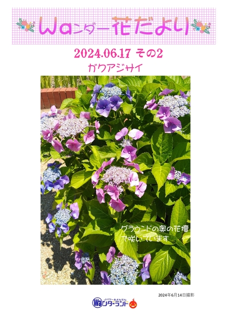 Ｗａンダー花だより 2024.06.17 その2