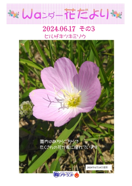 Ｗａンダー花だより 2024.06.17 その3