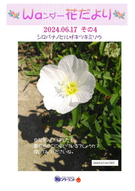 Ｗａンダー花だより 2024.06.17 その4