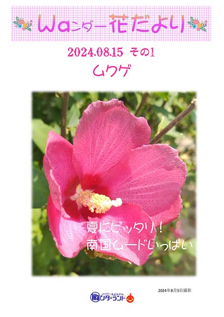 Ｗａンダー花だより 2024.08.15 その1