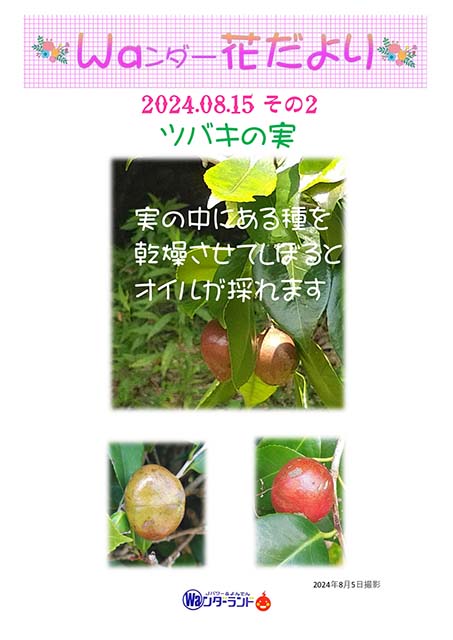 Ｗａンダー花だより 2024.08.15 その2