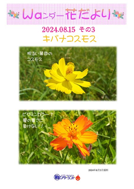 Ｗａンダー花だより 2024.08.15 その3