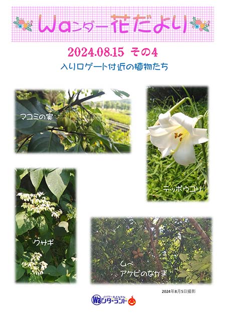 Ｗａンダー花だより 2024.08.15 その4