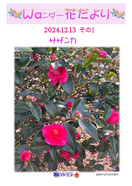 Ｗａンダー花だより 2024.12.13 その1
