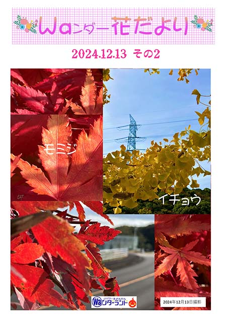 Ｗａンダー花だより 2024.12.13 その2