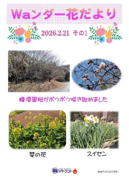 Waンダー花だより 2026.2.21 その1