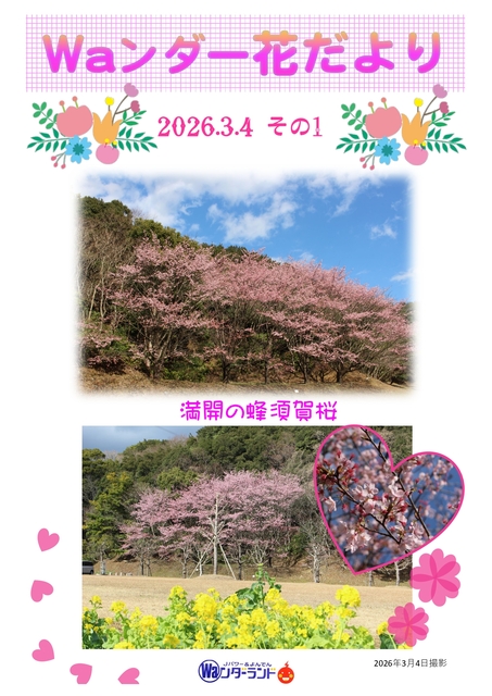 Waンダー花だより 2026.3.4 その1