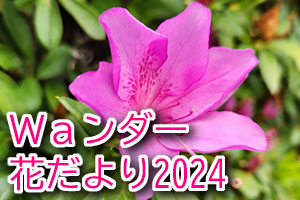 Waンダー 花だより2024