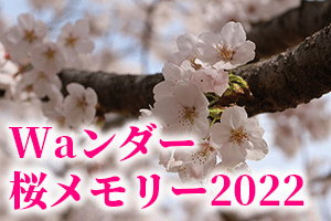 Waンダー 桜メモリー2022