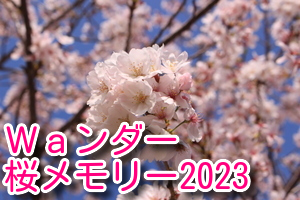 Waンダー 桜メモリー2023