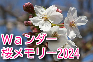 Waンダー 桜メモリー2024