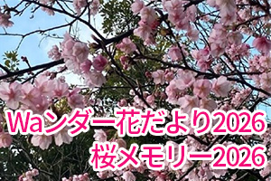 Waンダー 花だより2026 桜メモリー2026