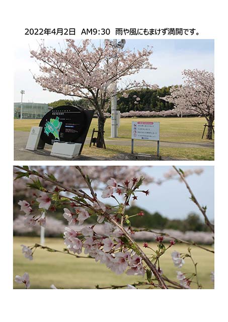 Ｗａンダーさくら速報 4月2日