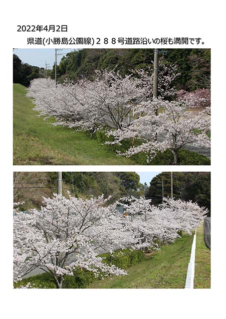 Ｗａンダーさくら速報 4月2日