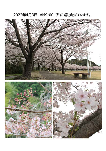 Ｗａンダーさくら速報 4月3日